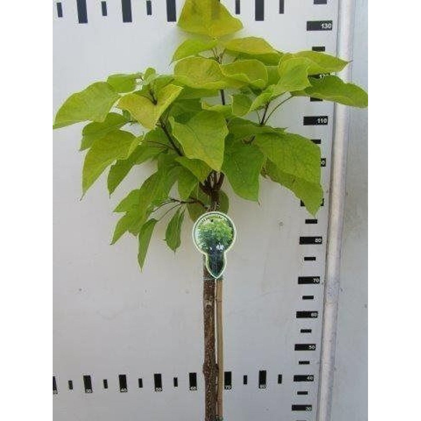 Trumpetträd – Catalpa bignonioides 'Aurea' - 120 CM Stem C7.5